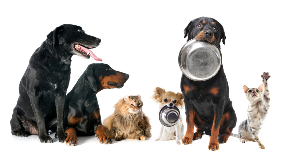 Two dogs holding metal bowls with other dogs and cats