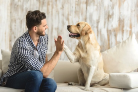 Owner and dog high-fiving