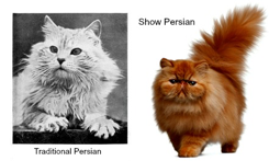 Traditional Persian and Show Persian cats