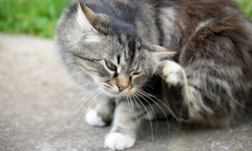 Cat scratching itself outdoors
