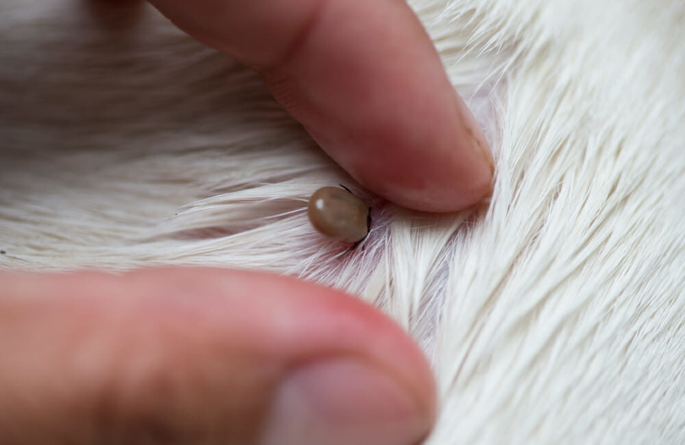 Removing a tick with fingers