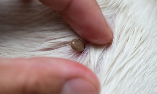 Removing a tick with fingers