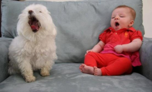 dog yawn with baby