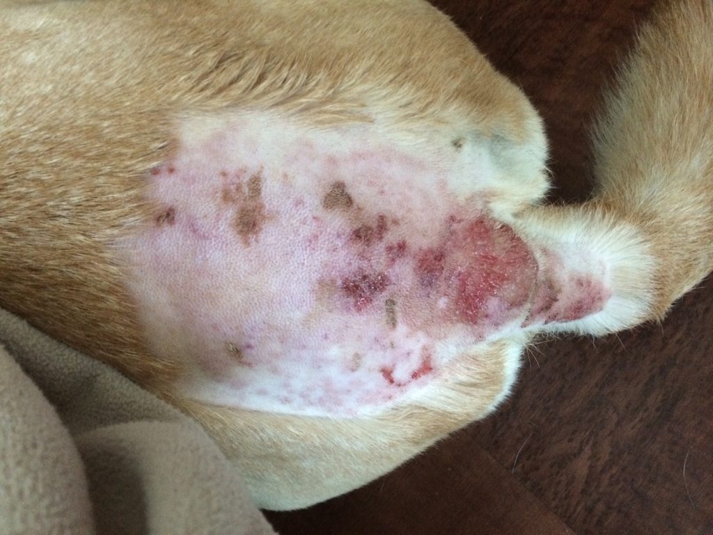 Hot Spots on Dogs by Emily Lim, RVT West Hill Animal Clinic