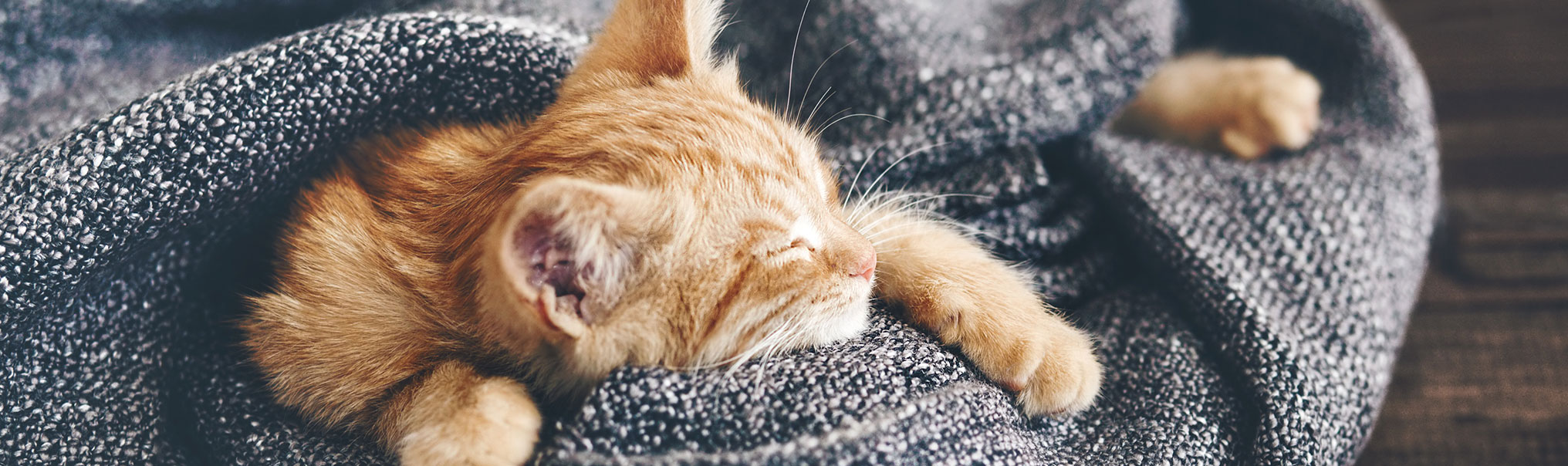 Sleeping kitten wrapped in a blanket